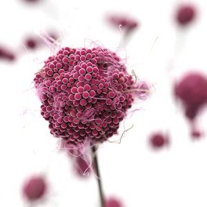 Breast-cancer